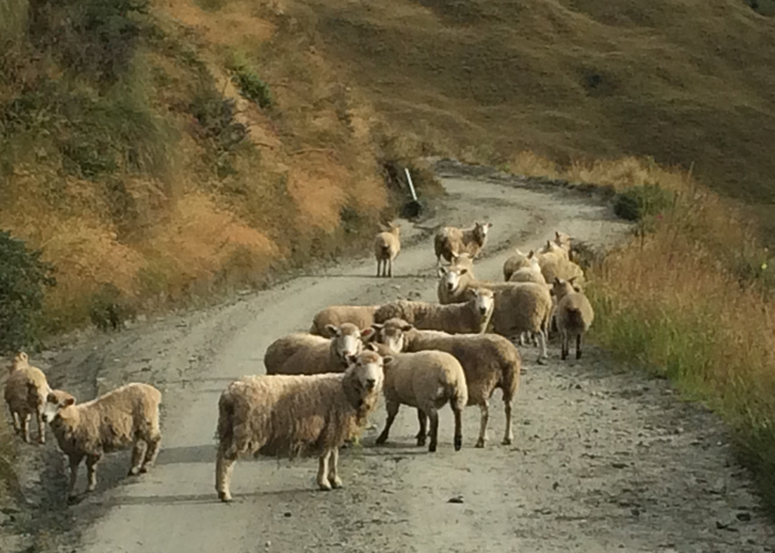 Farmland Queenstown